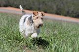 FOX TERRIER 195